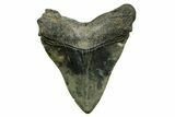 Serrated, Fossil Megalodon Tooth - South Carolina #374087-2